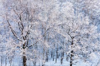 snow oak trees in forest in cold winter day