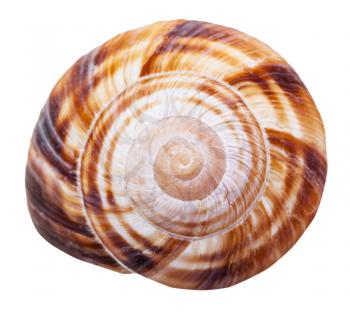 spiral mollusk shell of land snail close up isolated on white background