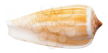 empty mollusc shell of sea cone snail isolated on white background