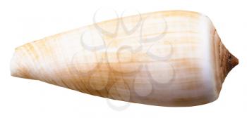 mollusc shell of sea cone snail isolated on white background