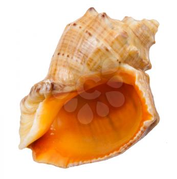 empty spiral shell of big sea mollusc snail isolated on white background