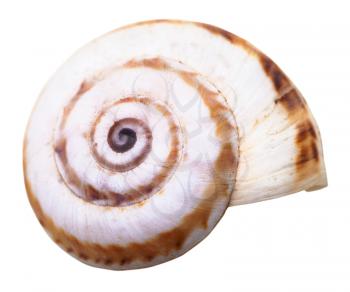 spiral mollusc shell of little land snail isolated on white background