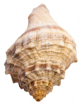spiral shell of sea mollusc snail isolated on white background