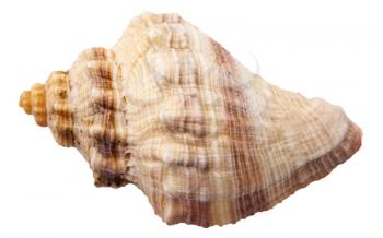 spiral shell of big sea mollusk snail isolated on white background