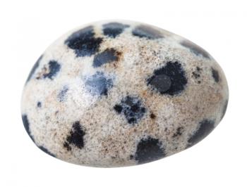 natural mineral gem stone - dalmatian jasper (Dalmatian stone) gemstone isolated on white background close up