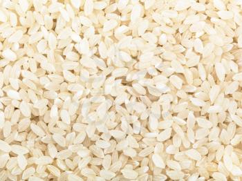 food background - short-grain uncooked white Kuban rice close up