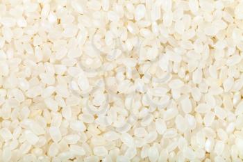 food background - short grains of uncooked white italica rice