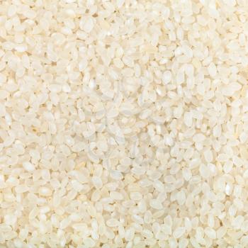 square food background - white short-grain Italica rice