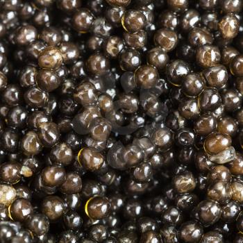 square food background - black sturgeon caviar close up