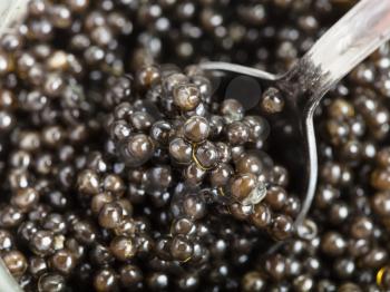Metal spoon scoops black sturgeon caviar from glass jar close up
