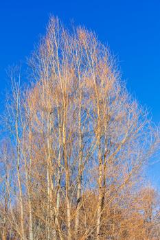 yellow bare Alder trees and blue sky in sunny winter day