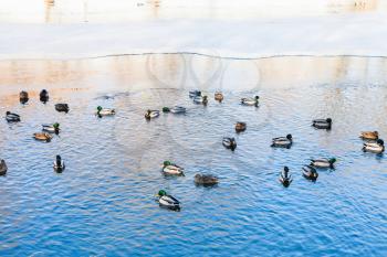 ducks float in clearing of frozen lake in sunny winter day