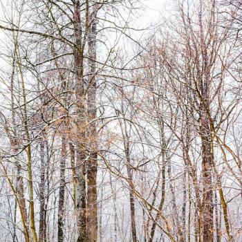 bare tree trunks in woods in overcast winter day