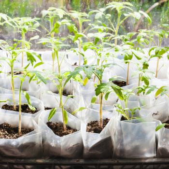 green seedlings of tomato plant in plastic boxes in glasshouse