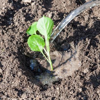 planting vegetables in garden - watering of cabbage sprout in spring