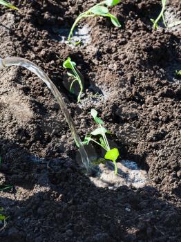 planting vegetables in garden - watering of cabbage young shoots in spring