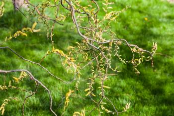 willow tree twigs with flowering yellow catkins (salix matsudana) and green grass at lawn in spring
