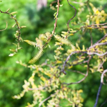 flowering yellow catkins of willow tree (salix matsudana) close up in spring