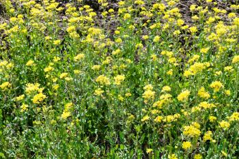 yellow flowers of rapeseed plant in spring