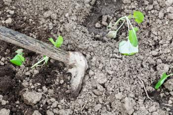 planting vegetables in garden - loosening beds with cabbage shoots by hoe
