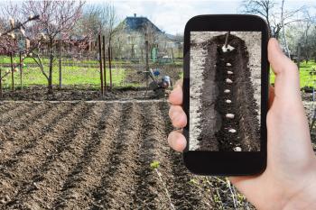 gardening concept - farmer photographs the planting of potatoes in furrow in vegetable garden in spring season on smartphone
