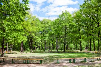 green oak trees and benches on clearing in city garden