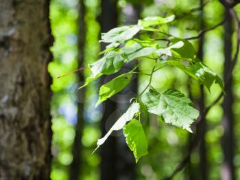 natural background - green leaves of hazel tree close up in forest