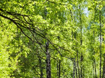 natural background - oak branch and birch trees in green forest