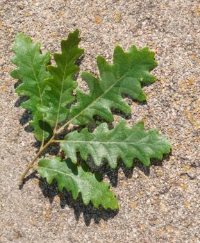 green leaf of oak tree (Quercus robur, pedunculate oak) on pavement close up