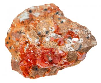 macro shooting of natural mineral - red vanadinite crystals (vanadium ore) on stone isolated on white background