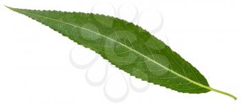 green leaf of crack willow (Salix fragilis, brittle willow) isolated on white background
