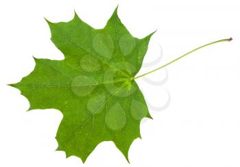 green leaf of maple tree (Acer platanoides, Norway maple) isolated on white background