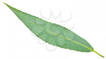back side of green leaf of crack willow (Salix fragilis, brittle willow) isolated on white background