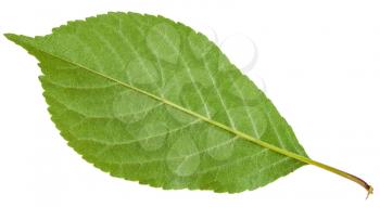 back side of Prunus padus tree green leaf ( bird cherry, hackberry, hagberry, mayday tree) isolated on white background