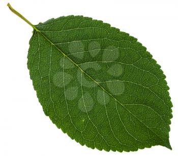 green leaf of wild cherry tree (Prunus cerasus) isolated on white background