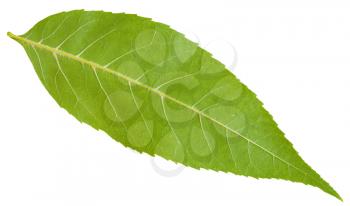 back side of green leaf of Fraxinus excelsior tree (ash, European ash, common ash) isolated on white background