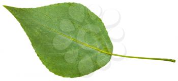 back side of green leaf of black poplar (populus nigra) isolated on white background