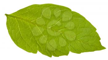 back side of green leaf of Acer negundo (maple ash) tree isolated on white background