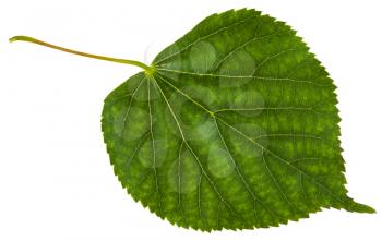 green leaf of Tilia cordata tree (small-leaved lime, little leaf linden, small-leaved linden) isolated on white background
