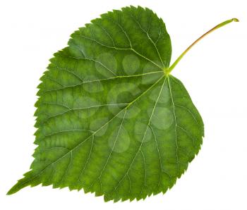 fresh leaf of Tilia cordata tree (small-leaved lime, little leaf linden, small-leaved linden) isolated on white background