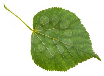 back side of green leaf of Tilia cordata tree (small-leaved lime, little leaf linden, small-leaved linden) isolated on white background