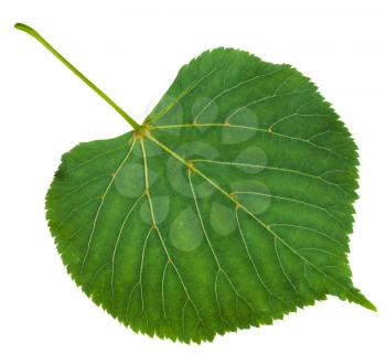 back side of green leaf of Tilia platyphyllos tree ( largeleaf linden, , large-leaved lime) isolated on white background