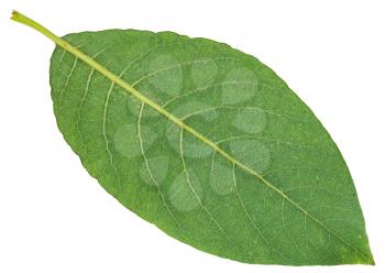 back side of green leaf of Salix caprea (goat willow, pussy willow, great sallow) isolated on white background