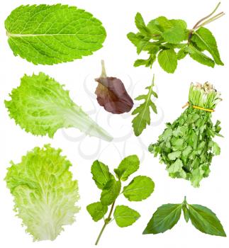 set of fresh lettuce and salad leaves isolated on white background