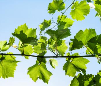 branch with green grape leaves on blue sky background