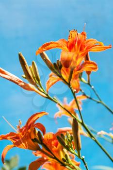 fresh flowers of orange daylily with blue background outdoors