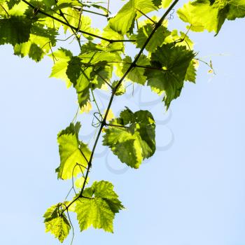Vine with green grape leaves on blue sky background