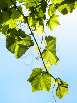 twig with green grape leaves on blue sky background