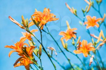 bush with fresh flowers of orange daylily with blue background outdoors