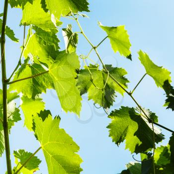 green leaves of grape and blue sky background in sunny day